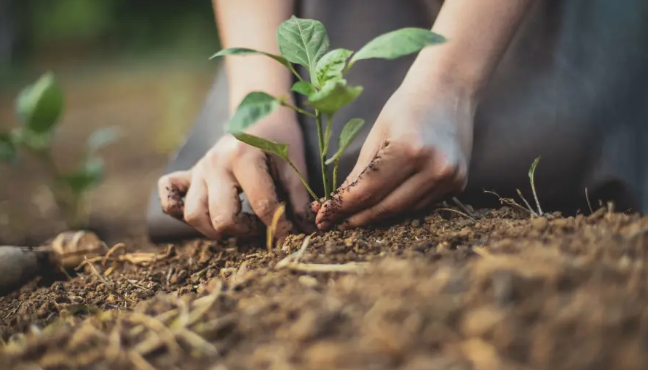 11 Kasım Milli Ağaçlandırma Günü Kutlu Olsun…
